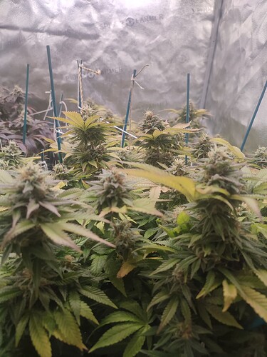 Growreport Bild 21