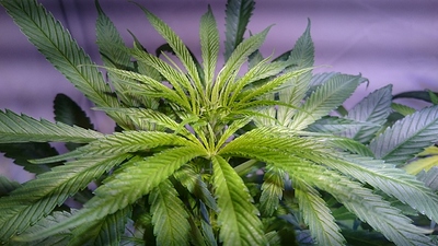 Growreport Bild 20