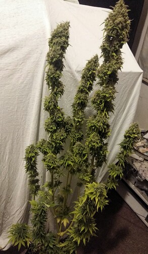 Growreport Bild 6