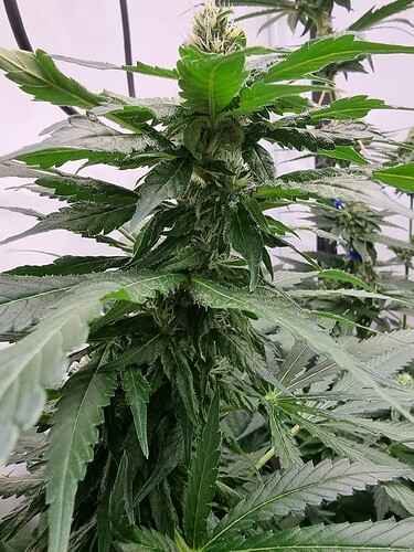 Growreport Bild 4