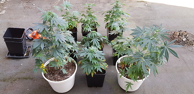 Growreport Bild 6