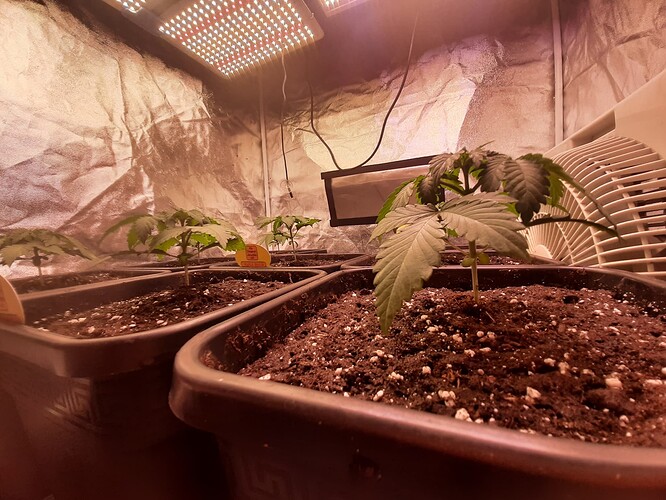 Growreport Bild 4