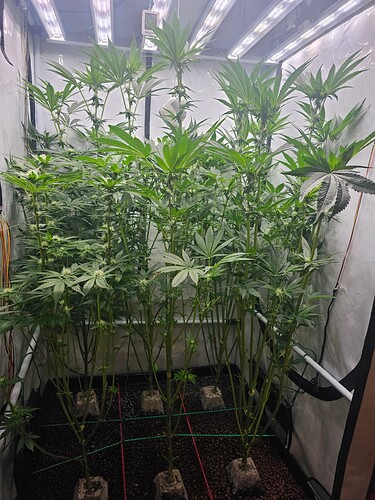 Growreport Bild 4