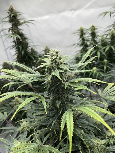 Growreport Bild 9
