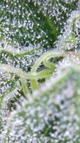 Growreport Bild 8