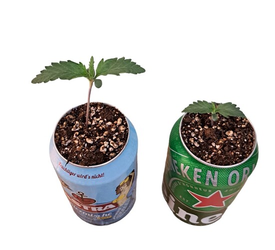 Screenshot_20231206_115120_PhotoRoom