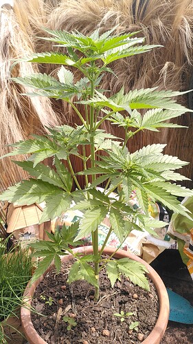 Growreport Bild 3