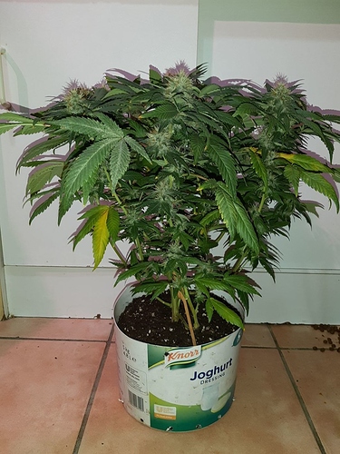 Growreport Bild 10