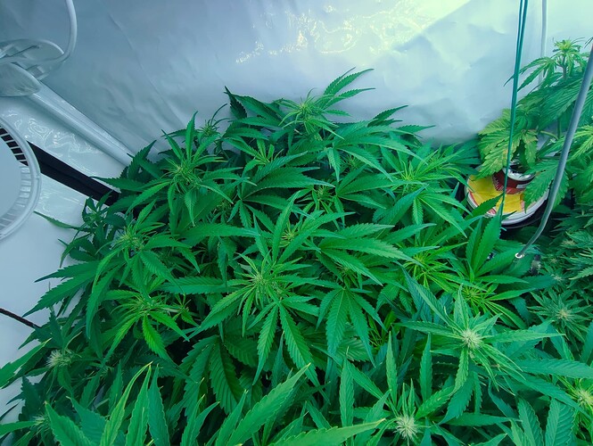 Growreport Bild 35