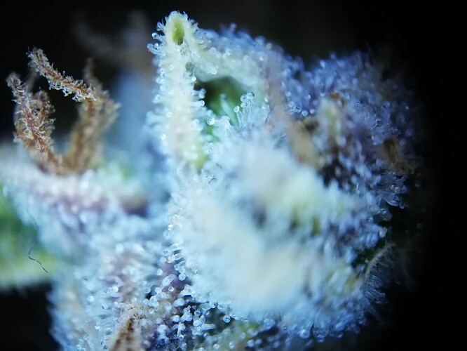 GG#1_240119-7