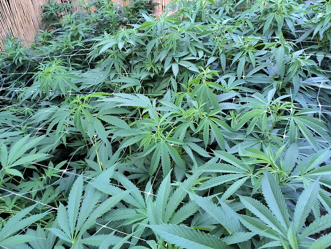 Growreport Bild 1