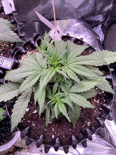 Growreport Bild 20