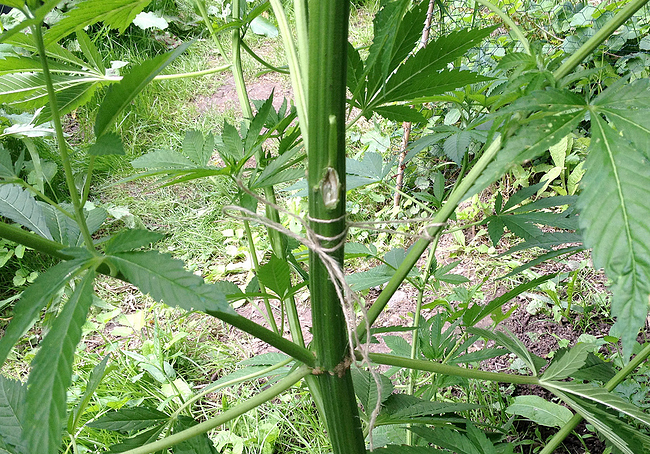 Growreport Bild 9