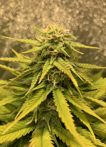Growreport Bild 5