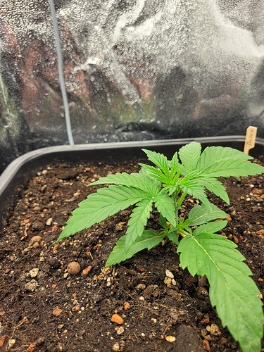 Growreport Bild 7