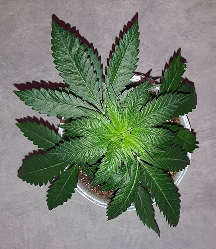 Growreport Bild 2