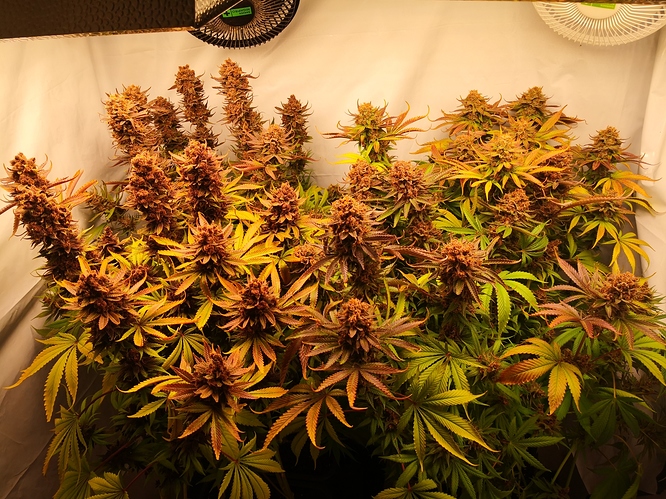 Growreport Bild 1