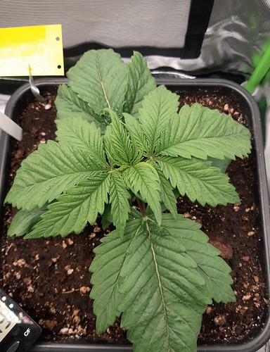 Growreport Bild 3