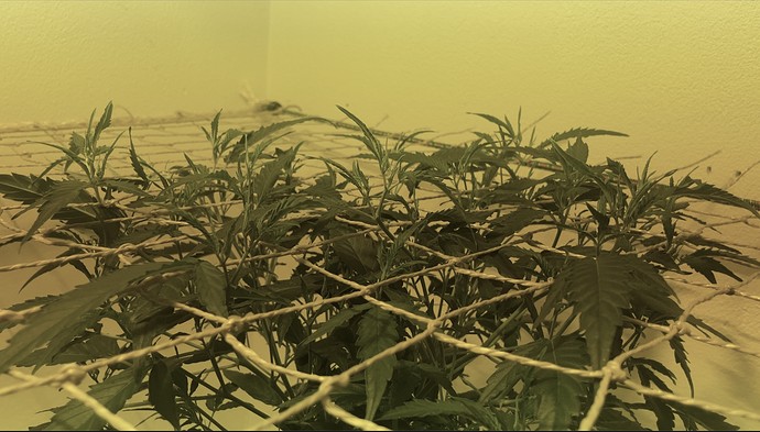 Growreport Bild 22