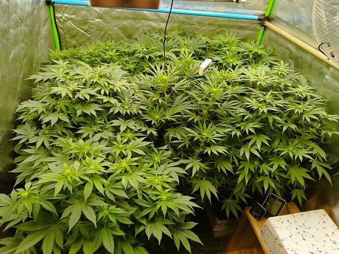 Growreport Bild 3