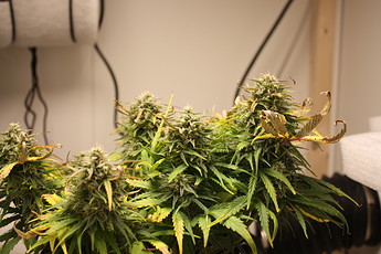 Growreport Bild 21