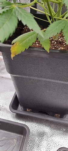 Growreport Bild 7