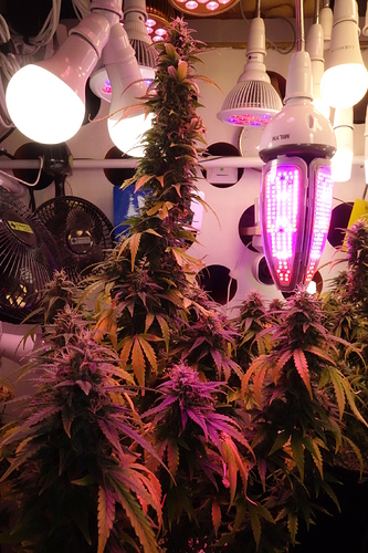 Growreport Bild 10