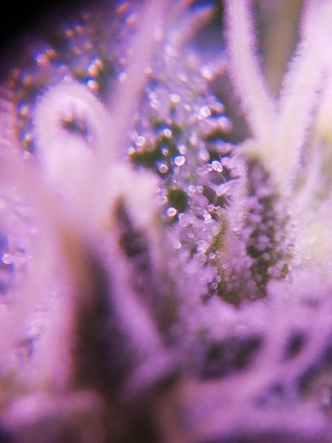 Growreport Bild 1