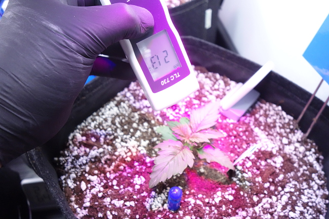 Growreport Bild 25