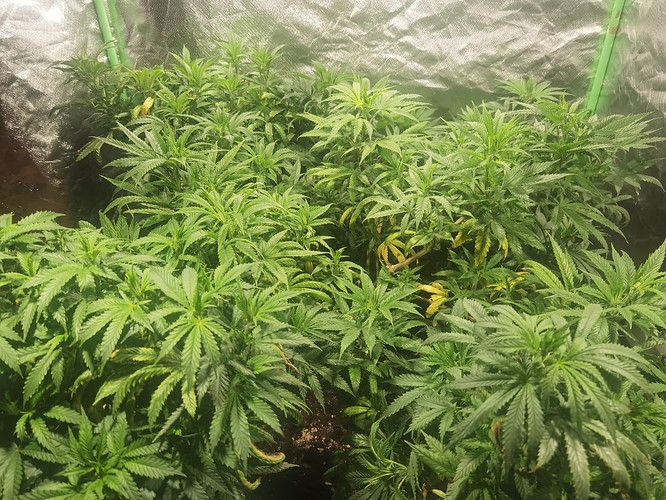 Growreport Bild 15