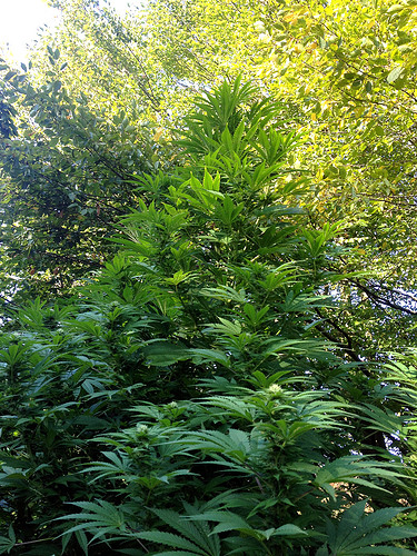 BT30_firstBuds4