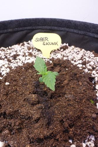 Growreport Bild 9