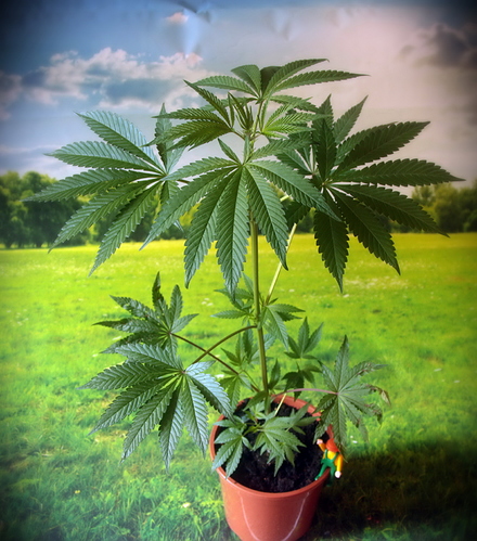 Growreport Bild 12