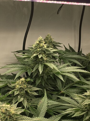 Growreport Bild 17