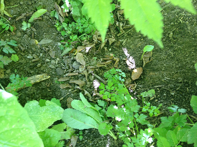 Growreport Bild 8