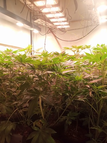 Growreport Bild 13