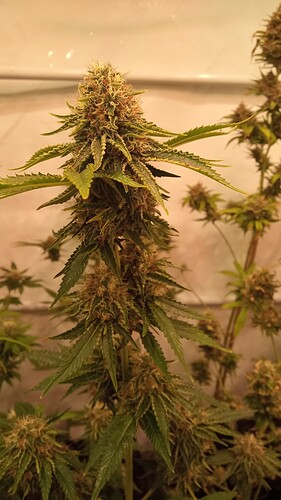 Growreport Bild 9
