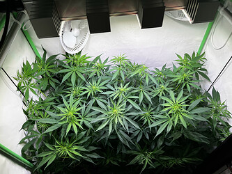 Growreport Bild 3