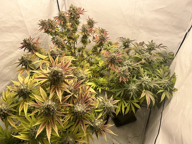 Growreport Bild 8