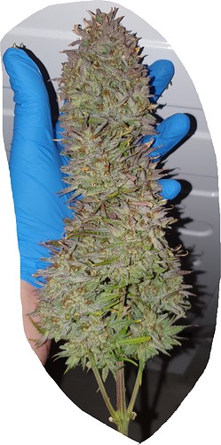 Growreport Bild 16