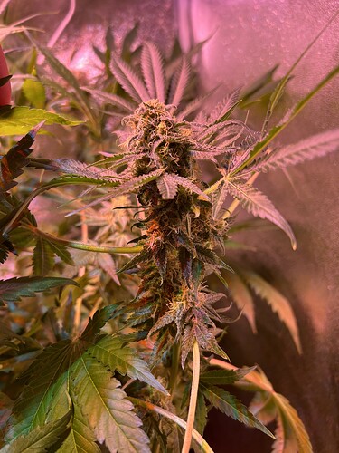 Growreport Bild 2