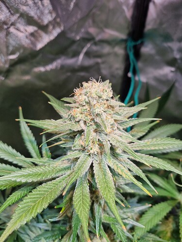Growreport Bild 22