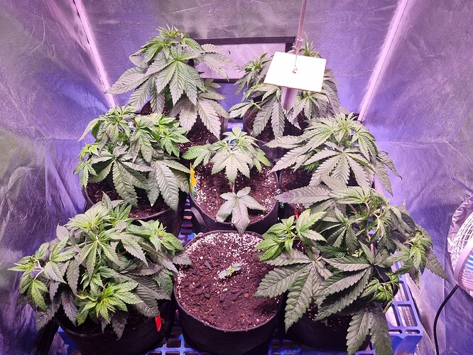 Growreport Bild 52