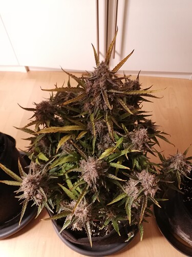 Mimosa_240116-1