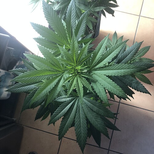 Growreport Bild 4