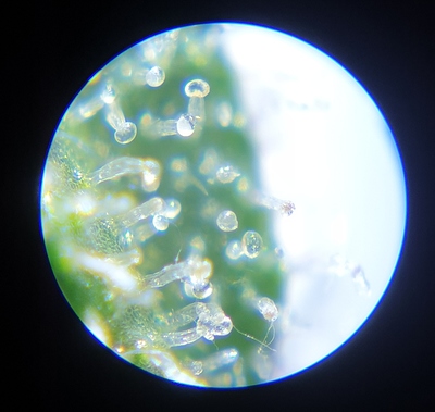 Growreport Bild 7