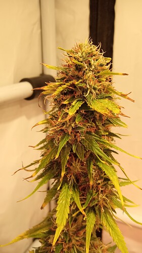 Growreport Bild 56
