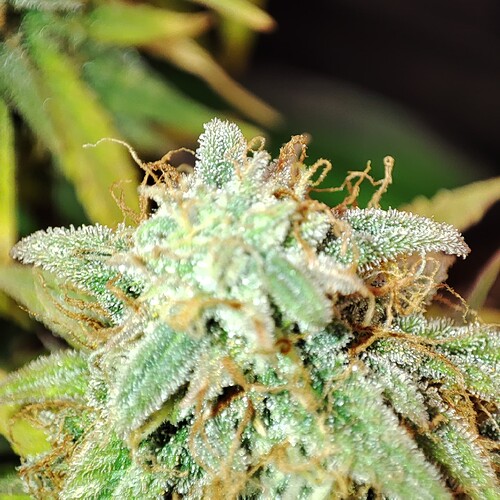 Growreport Bild 3