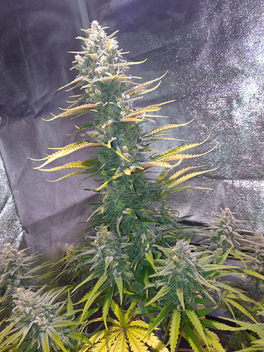 Growreport Bild 2
