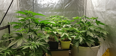 Growreport Bild 1